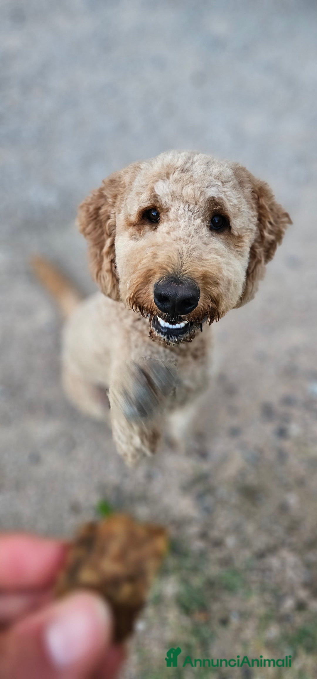 Altre razze cani per accoppiamento: Golden Doodle F1B per accoppiamento  - Annuncio 1
