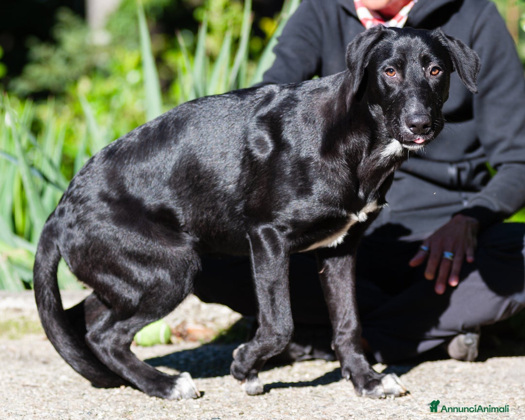 Altre razze cani in regalo: DORIS - Annuncio 4