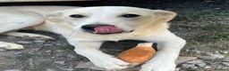 Meticcio cani in regalo: Pluto a Provincia di Savona - Annuncio 4