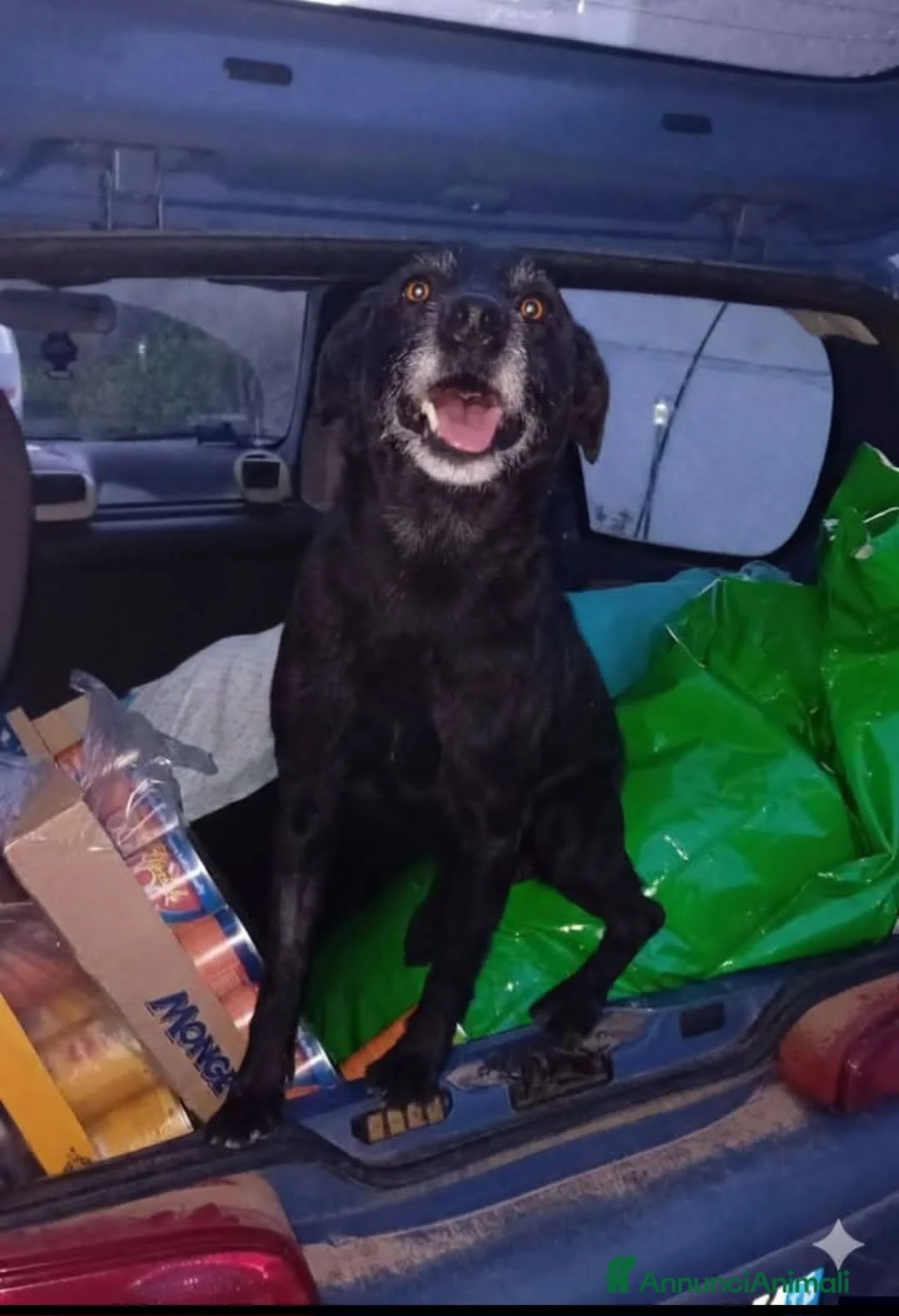 Meticcio cani in regalo: pino  - Annuncio 1