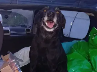 Meticcio cani pino - Annuncio 8