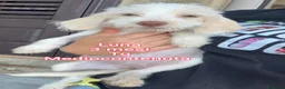 Meticcio cani in regalo: SALVA UN CUCCIOLO!!! a Provincia di Reggio Emilia - Annuncio 2