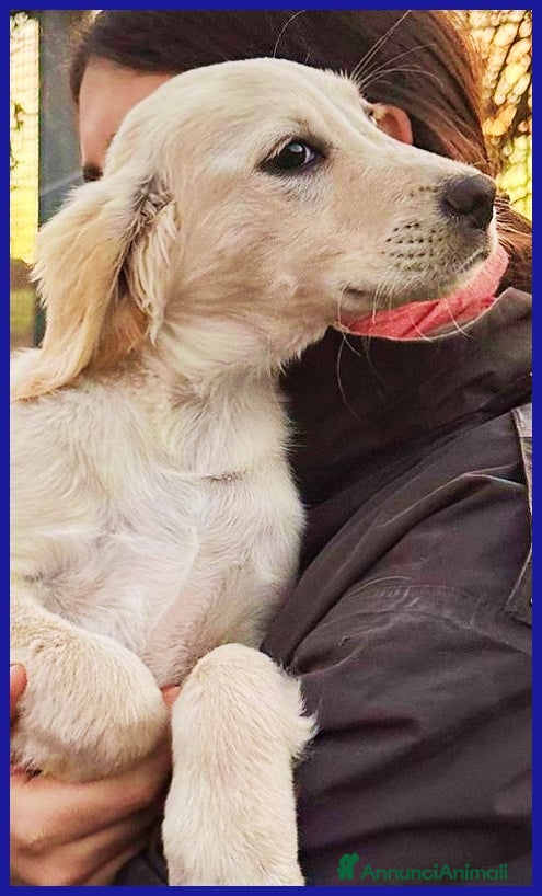 Meticcio cani MIRTILLO, CUCCIOLO 3 MESI MIX SETTER - Annuncio 2