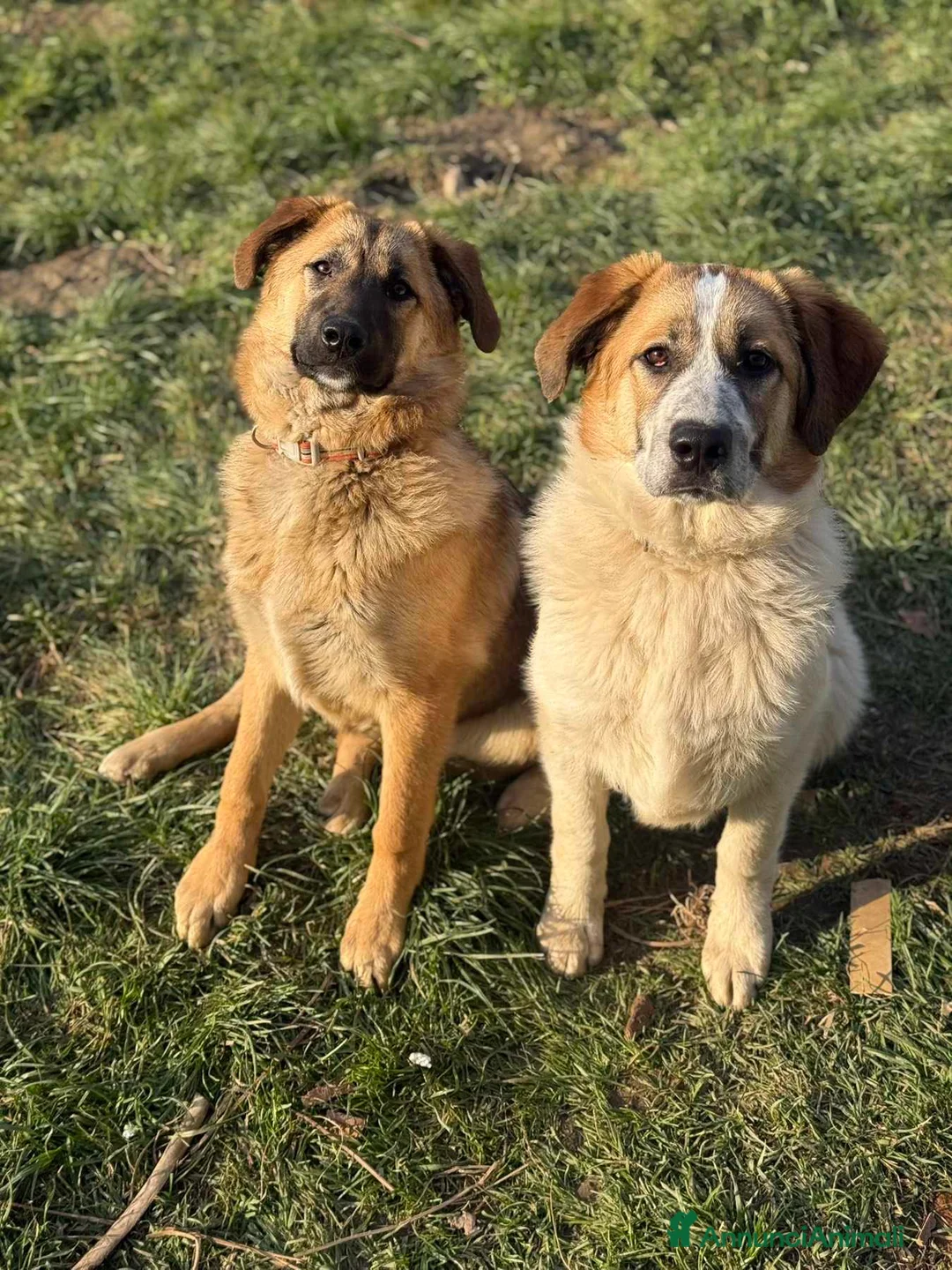 Meticcio cani in regalo: ARONNE, super PASTORINO dalla bontà sconfinata! - Annuncio 2