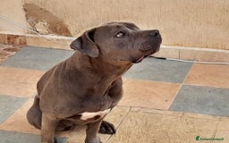 Pitbull cani in regalo: Splendida Pitbull - ELLA a Città metropolitana di Milano - Immagine 9