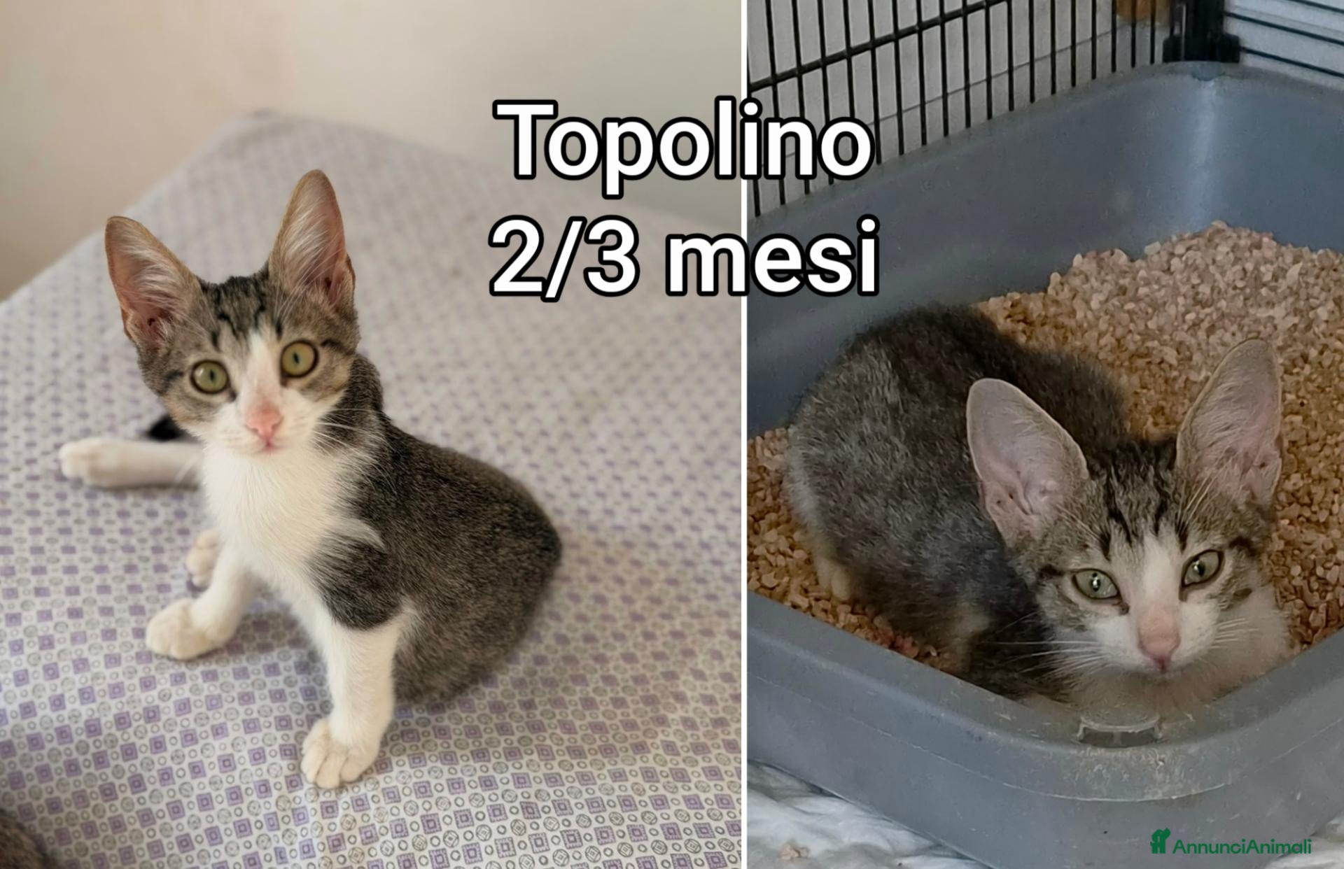 Altre razze gatti in regalo: SERVONO ADOZIONI PER SALVARLI  - Annuncio 10