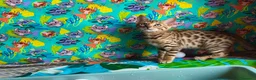 Bengala gatti in vendita: Cuccioli bengala  a Provincia di Treviso - Annuncio 2