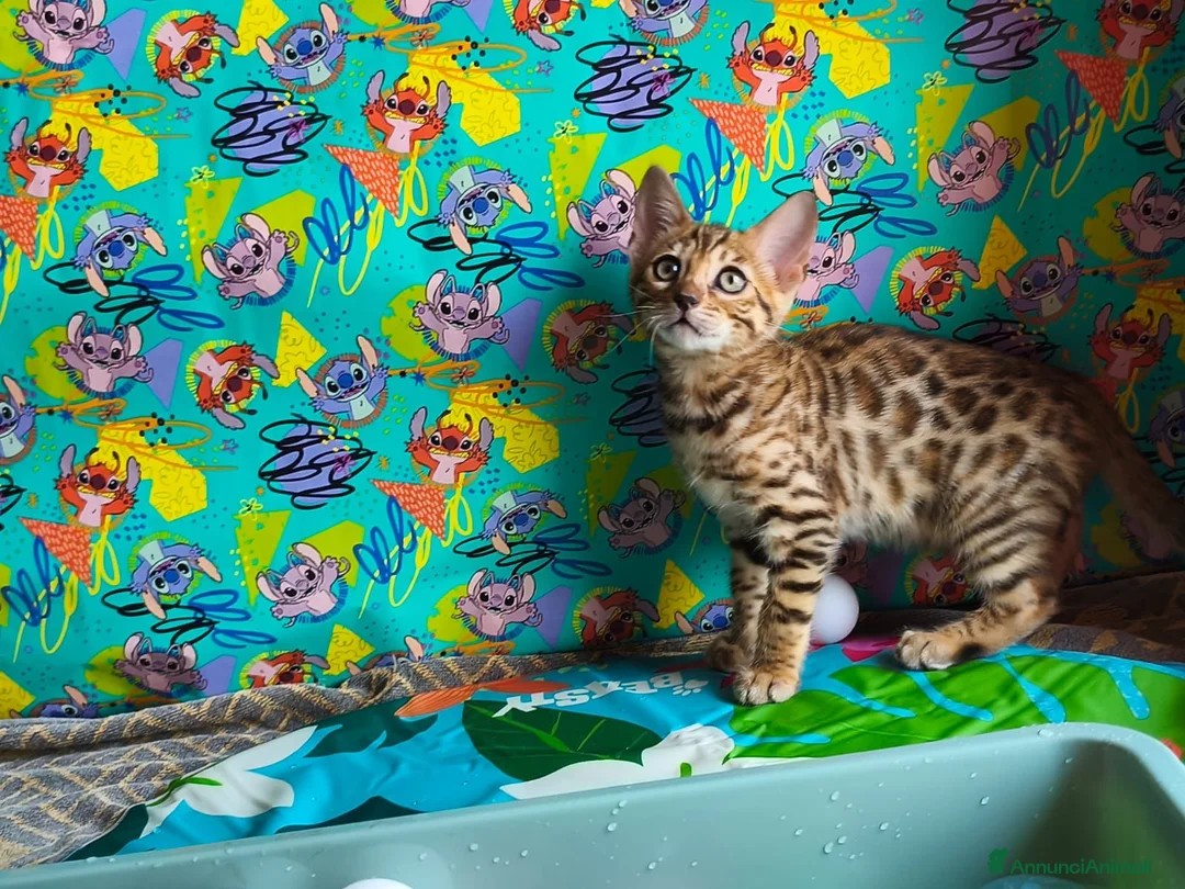 Bengala gatti in vendita: Cuccioli bengala  a Provincia di Treviso - Annuncio 2