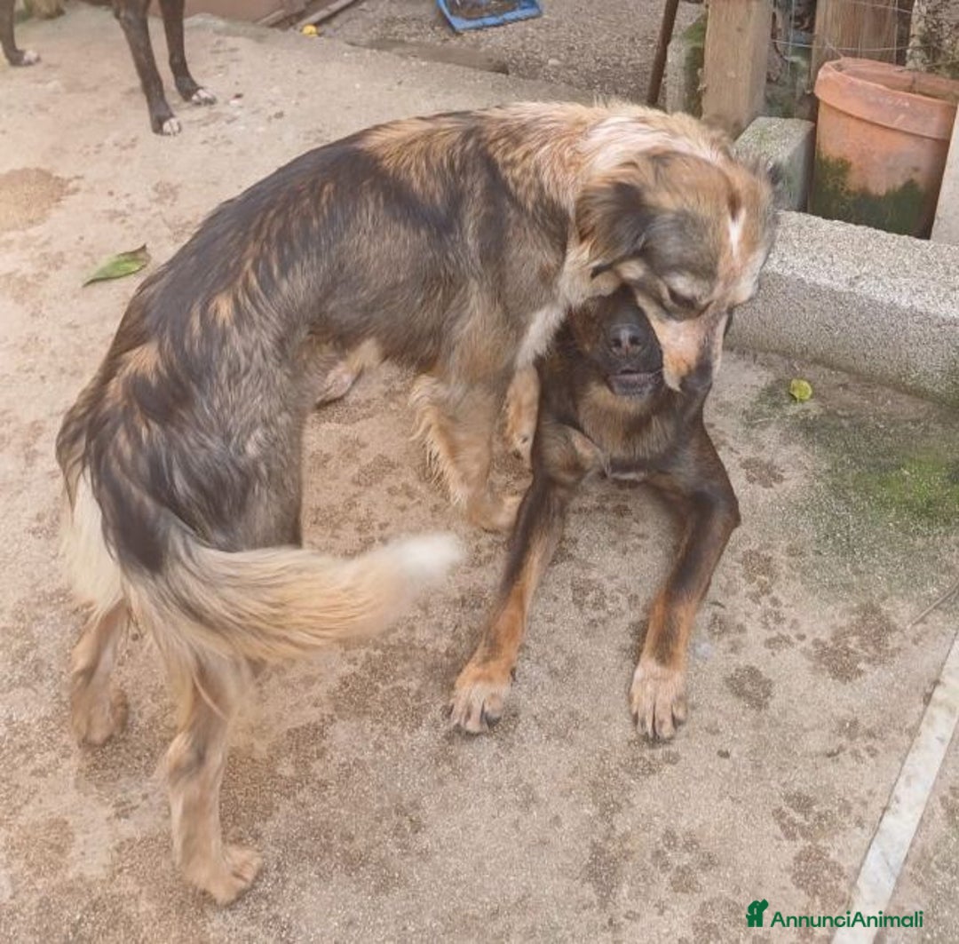 Meticcio cani in regalo: PERLAdolcissima piccola mix setter - Annuncio 5