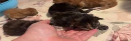 Maine Coon gatti in vendita: Cuccioli di maine coon - Annuncio 5