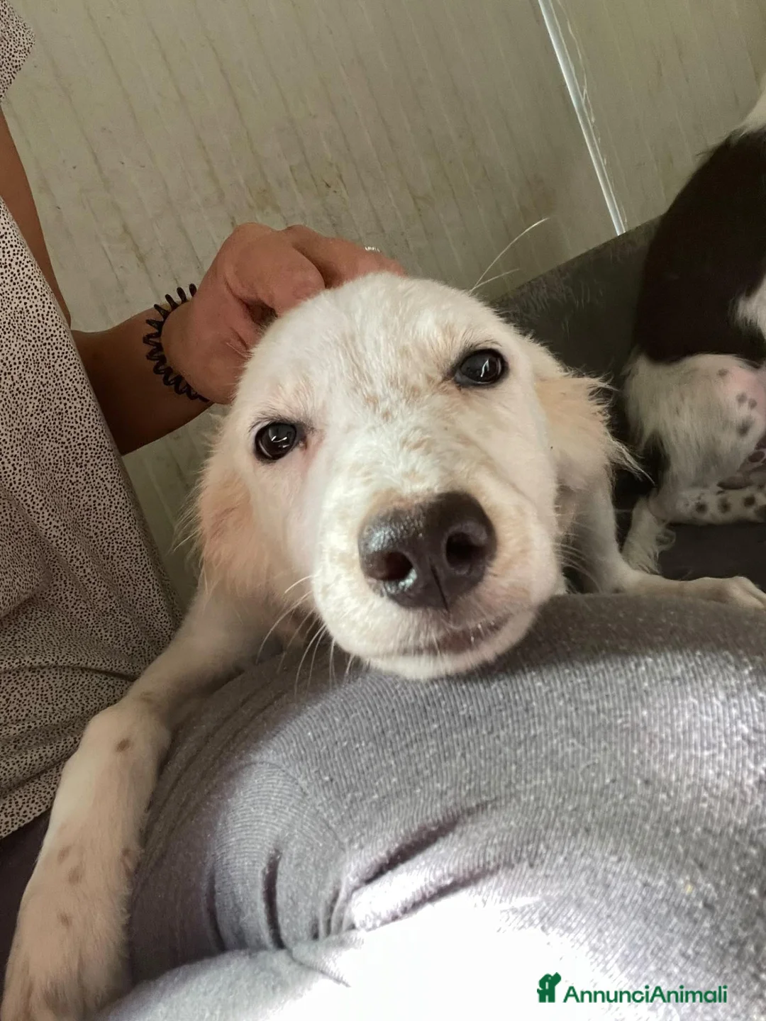 Meticcio cani in regalo: SOS CUCCIOLI a Città Metropolitana di Firenze - Annuncio 11