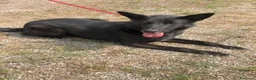 Meticcio cani in regalo: Alex  a Provincia di Parma - Annuncio 2