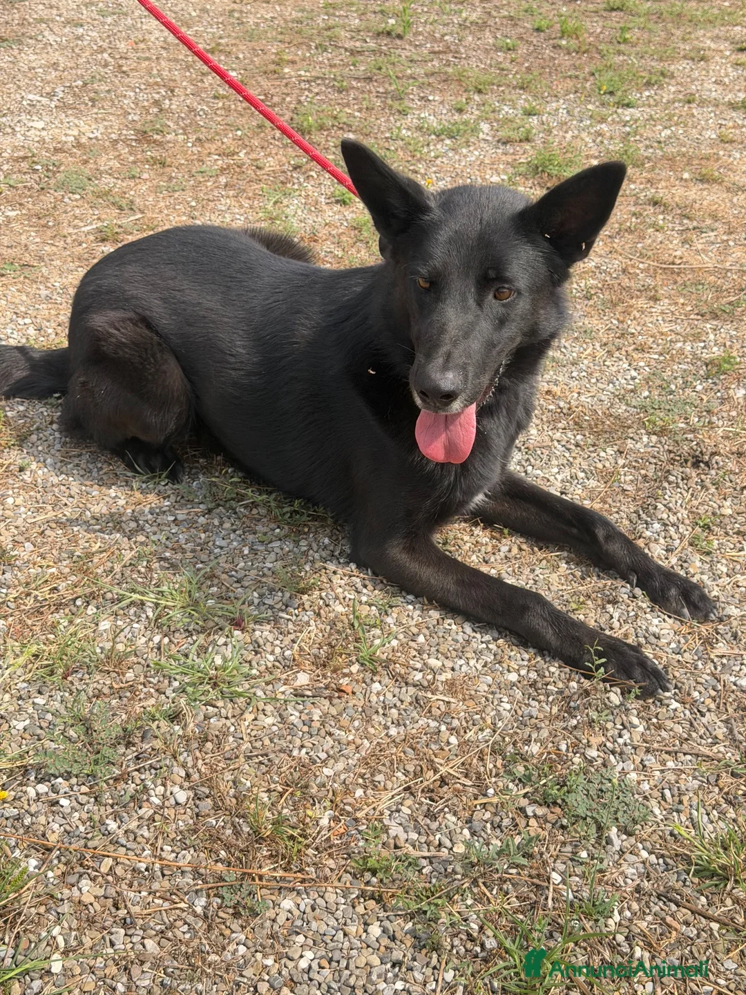 Meticcio cani in regalo: Alex  a Provincia di Parma - Annuncio 2