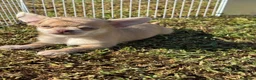 Chihuahua cani in vendita: Cuccioli chihuahua con pedigree Enci - Annuncio 11