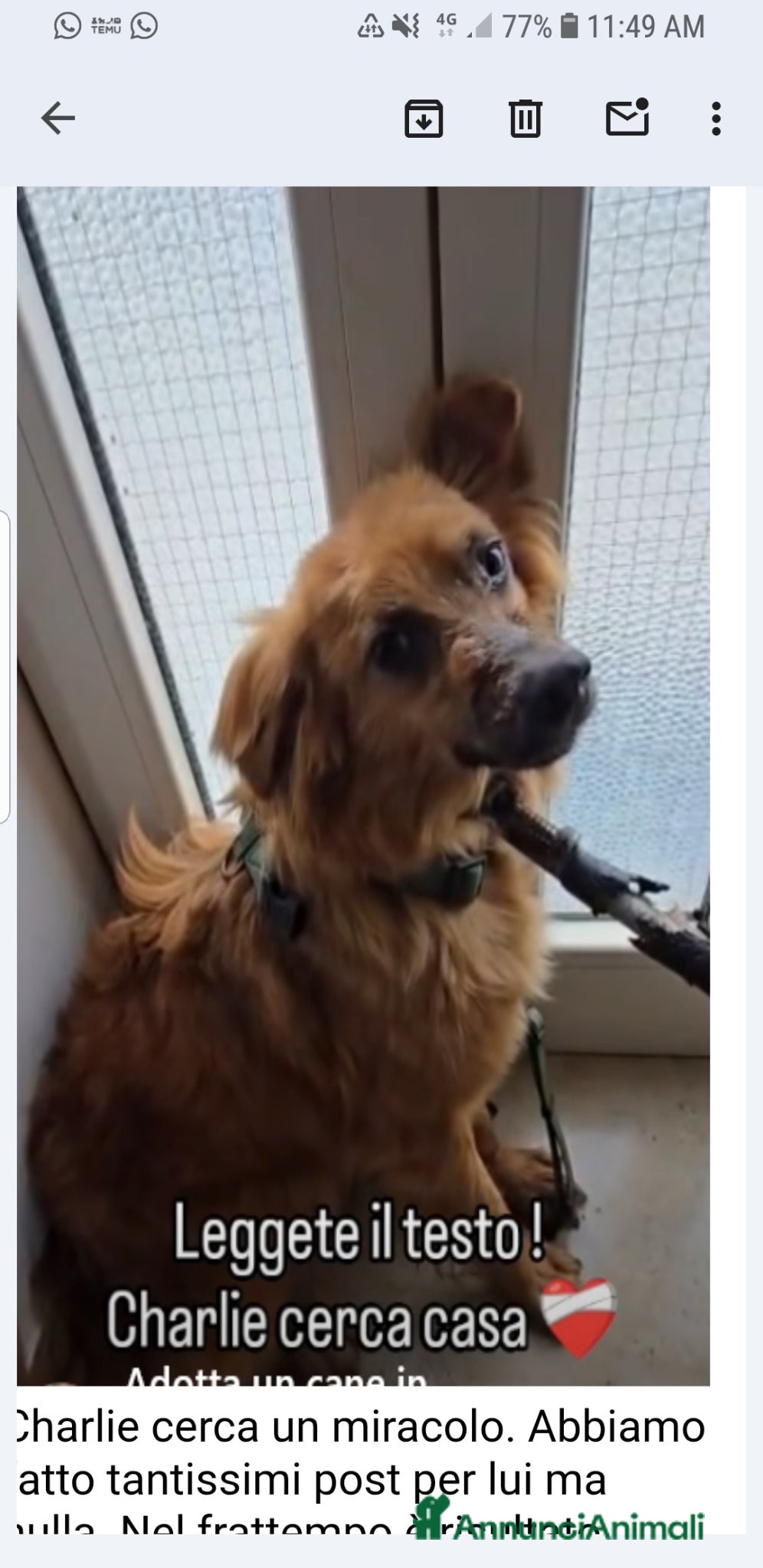 Volpino Italiano cani ADOZ.DEL💔:nulla sulla sua sofferenza,triste - Annuncio 1