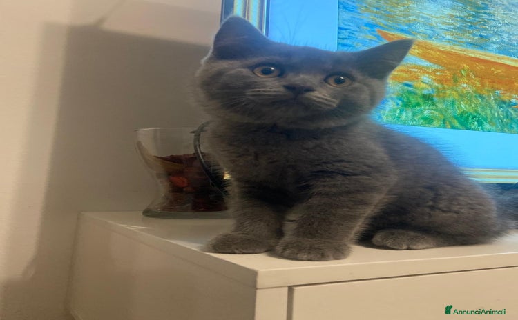 British gatti a Provincia di Brescia - Annuncio 1