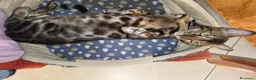 Bengala gatti in vendita: Dolcissima gattina Bengala  - Annuncio 1