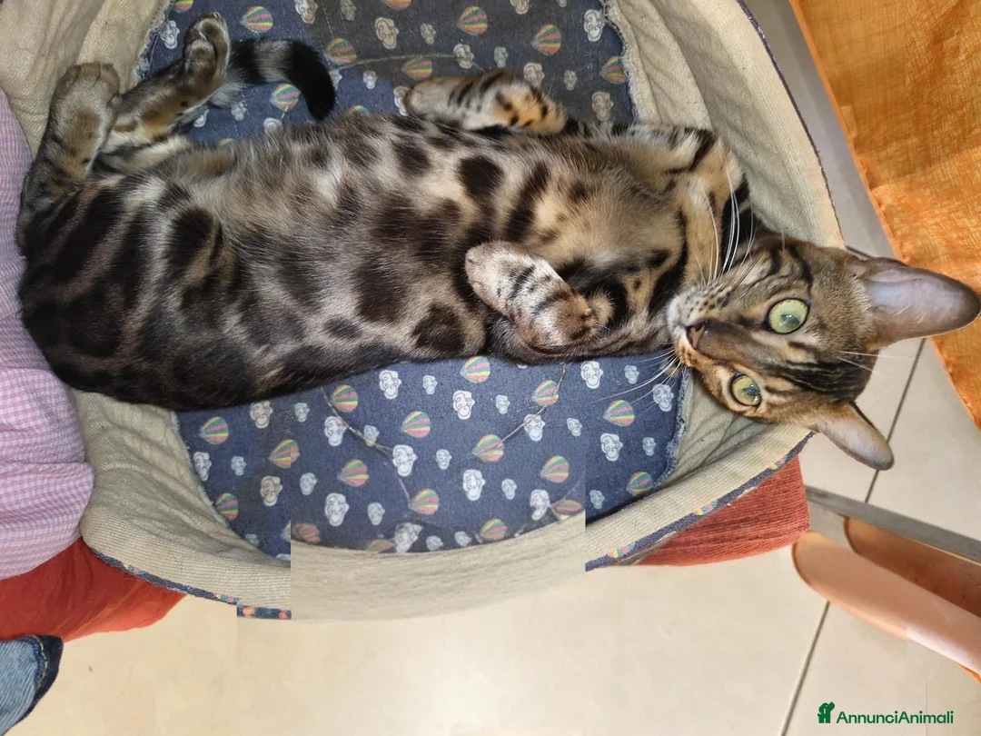 Bengala gatti in vendita: Dolcissima gattina Bengala  - Annuncio 1