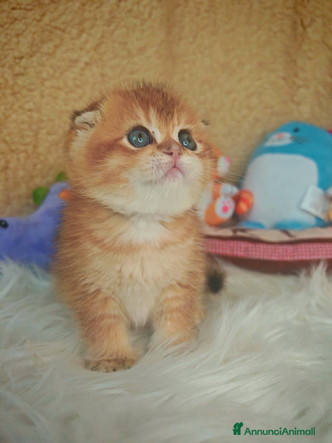 Scottish gatti in vendita: Gattini Scottish Rossicci - Annuncio 8