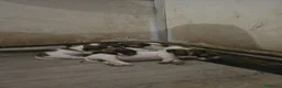 Jack Russell cani in vendita: Cuccioli jack russel terrier - Annuncio 2