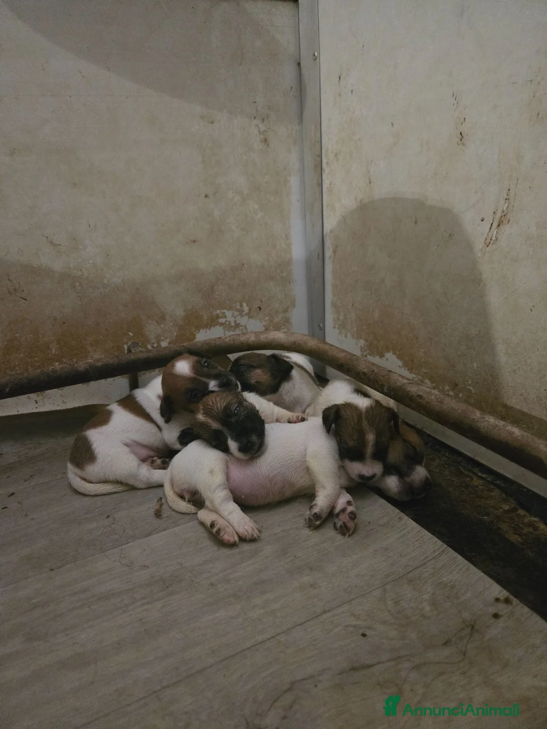 Jack Russell cani in vendita: Cuccioli jack russel terrier - Annuncio 2