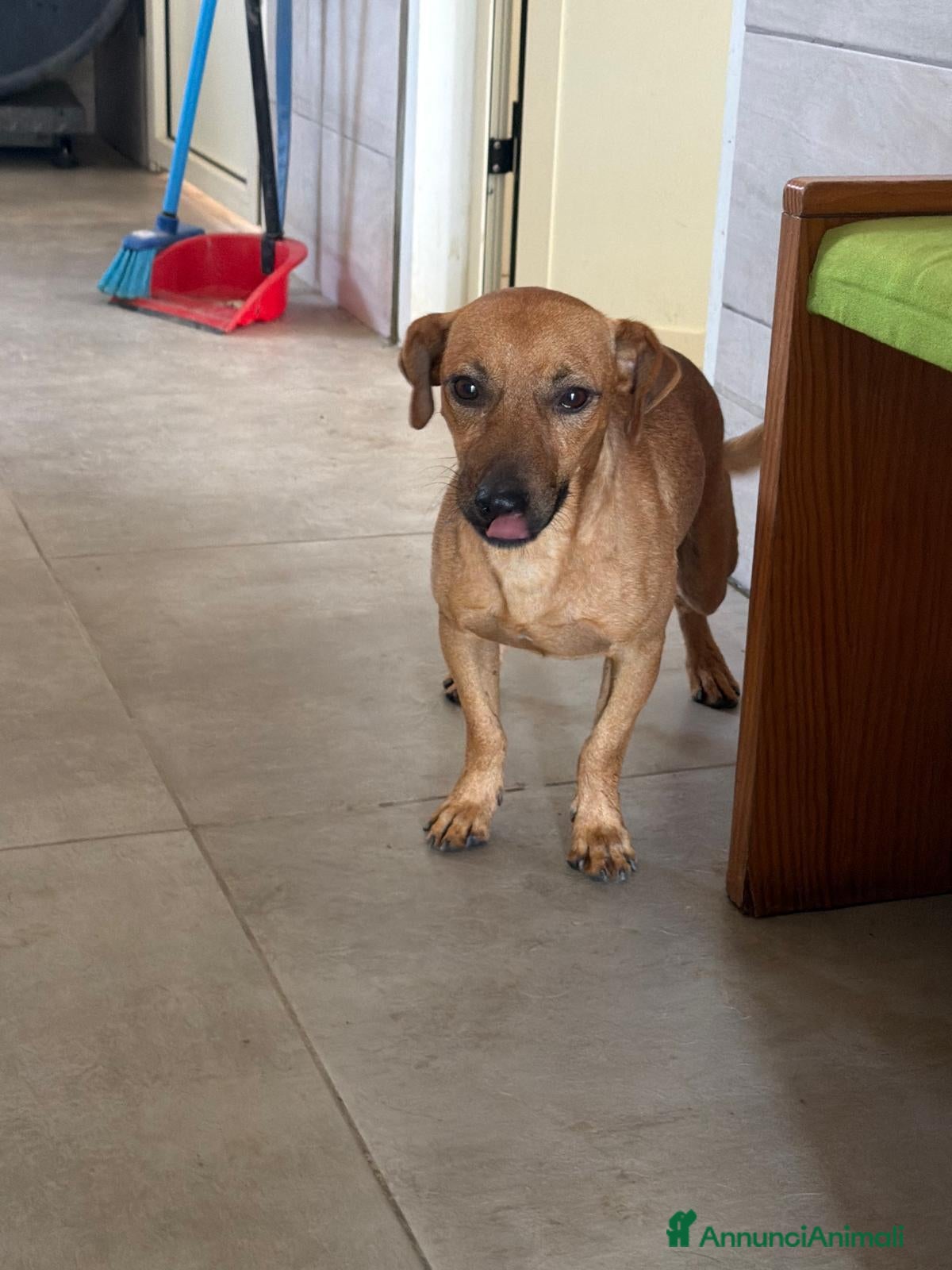 Meticcio cani PippOtto  - Annuncio 5