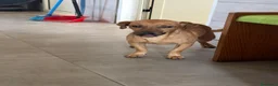 Meticcio cani in regalo: PippOtto  - Annuncio 1