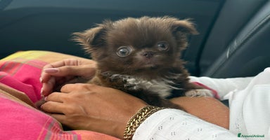 Chihuahua cani a Provincia di Pavia - Annuncio 13