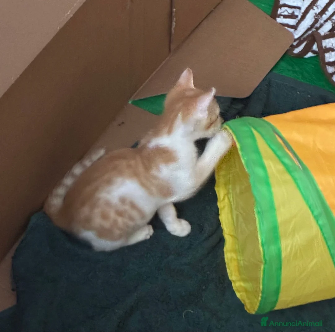 Meticcio gatti in regalo: Regalo bellissimo gattino maschio - Annuncio 2