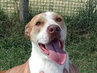 Pitbull cani Flo meraviglioso pitbull a Provincia di Latina - Annuncio 17