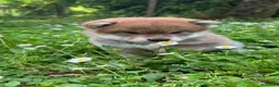 Shiba Inu cani in vendita: Shiba inu cuccioli  - Annuncio 5