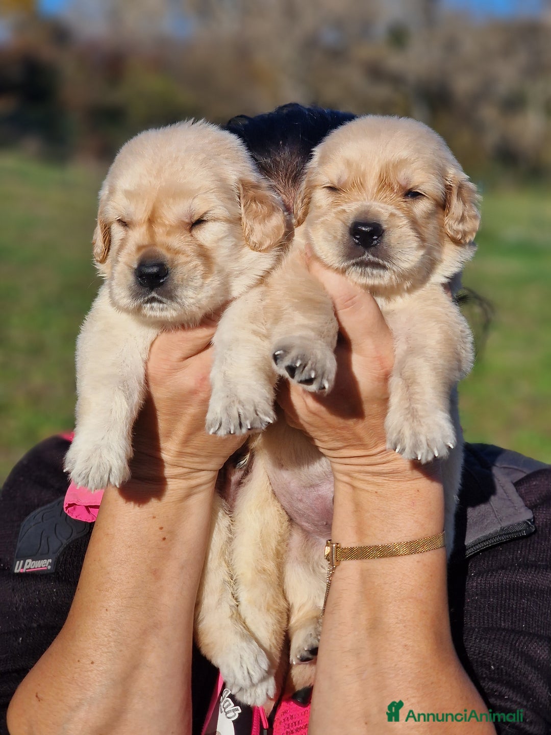 Golden Retriever cani in vendita: CUCCIOLI DI GOLDEN RETRIEVER MARINA LAB - Annuncio 5