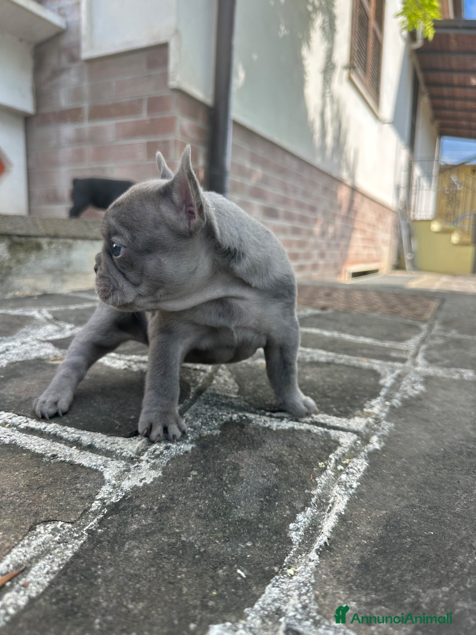 Bulldog Francese cani in vendita: bulldog francese blue e nero tigrato  - Annuncio 3