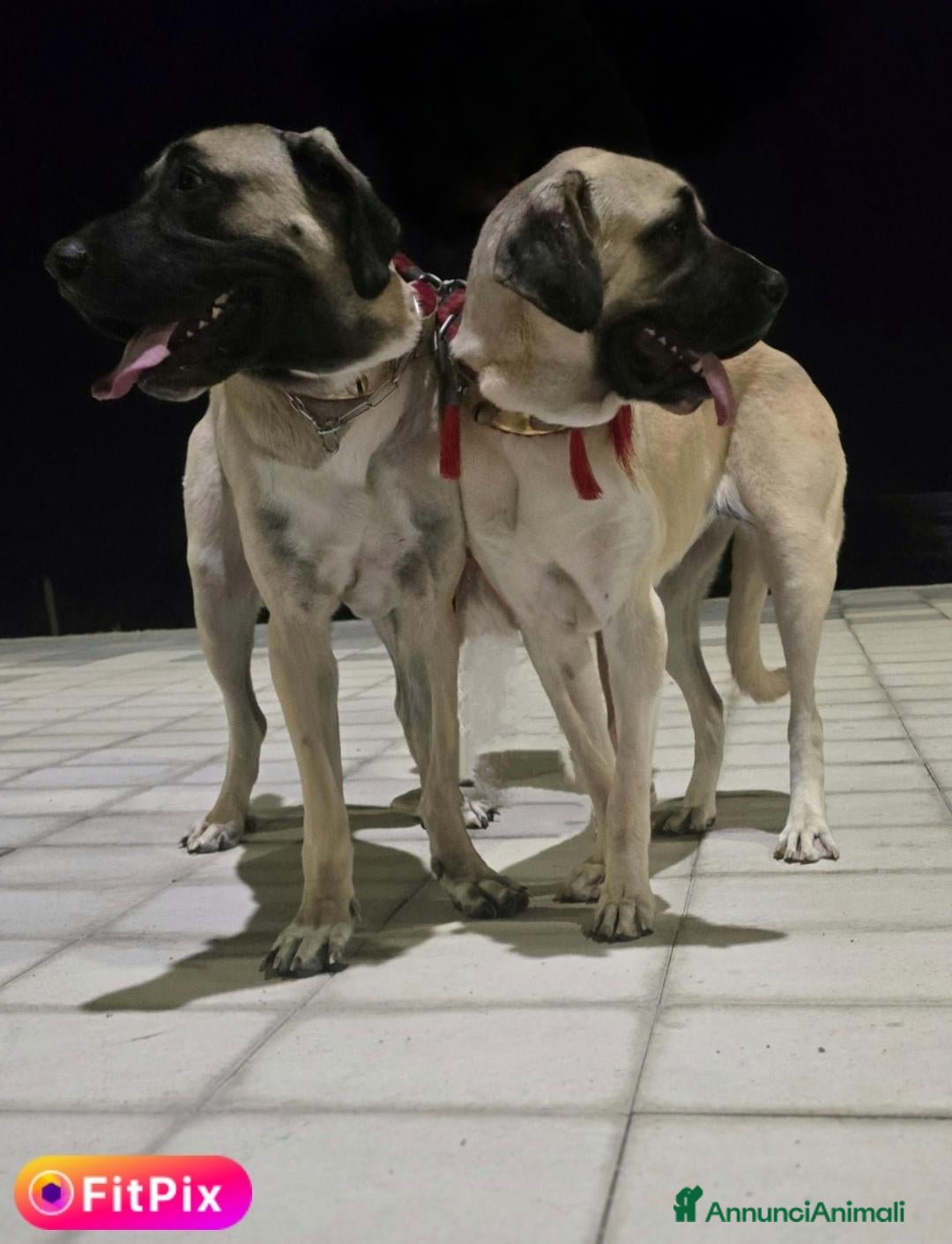 Altre razze cani Pastore Turco Malakli  - Annuncio 1