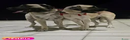 Altre razze cani in vendita: Pastore Turco Malakli  a Città metropolitana di Reggio Calabria - Annuncio 1
