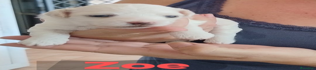 Maltese Zoe