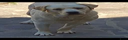 Labrador cani in vendita: Labrador retriever cuccioli a Provincia di Pisa - Annuncio 2