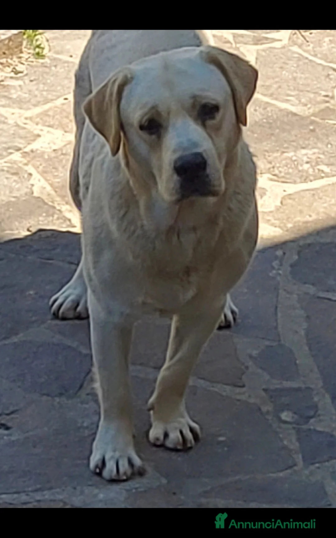 Labrador cani in vendita: Labrador retriever cuccioli a Provincia di Pisa - Annuncio 2