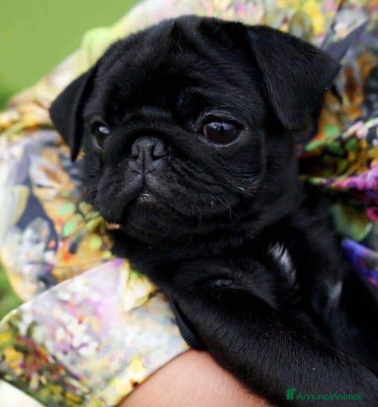 Carlino cani Cuccioli carlino con pedigree ENCI  - Annuncio 2