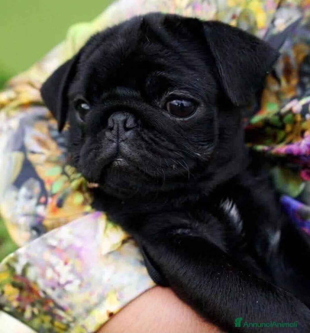 Carlino cani in vendita: Cuccioli carlino con pedigree ENCI  - Annuncio 2
