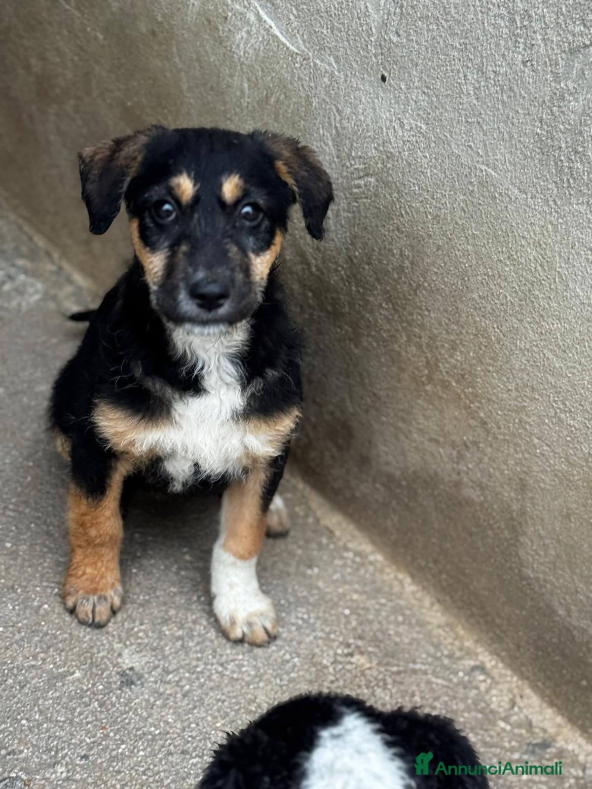 Meticcio cani Lisa cucciola taglia media - grande  - Annuncio 3