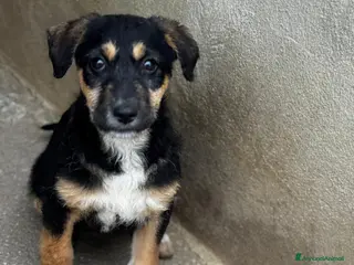 Meticcio cani Lisa cucciola taglia media - grande - Annuncio 3