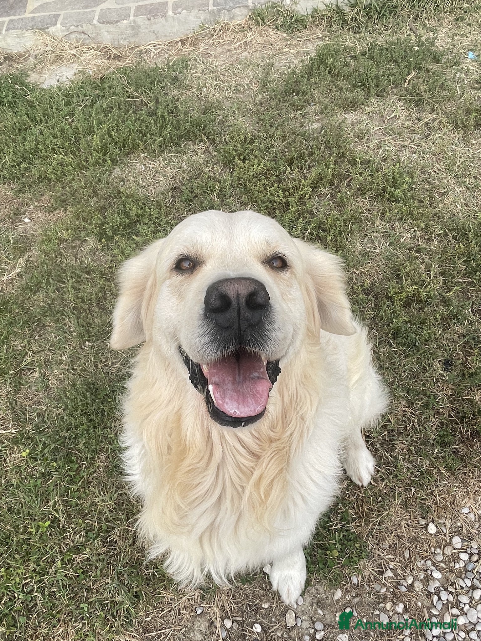 Golden Retriever cani Cuccioli di Golden Retriever - Annuncio 1