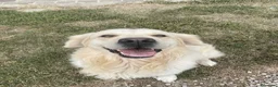 Golden Retriever cani in vendita: Cuccioli di Golden Retriever - Annuncio 1