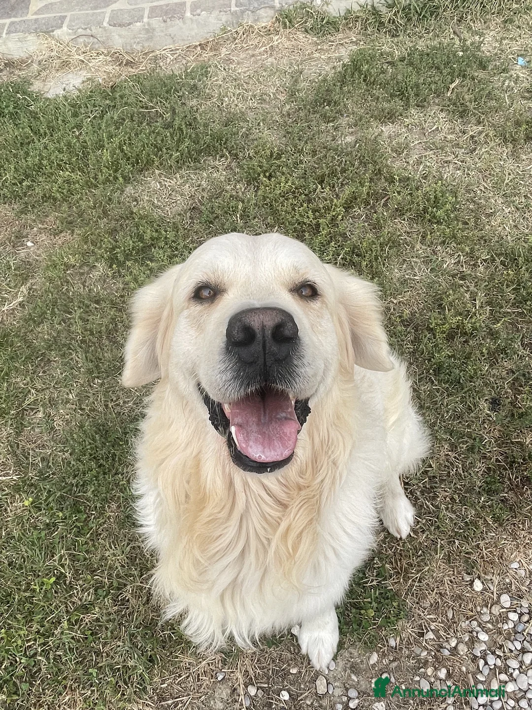 Golden Retriever cani in vendita: Cuccioli di Golden Retriever - Annuncio 1