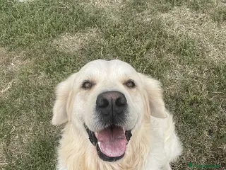 Golden Retriever cani Cuccioli di Golden Retriever - Annuncio 5