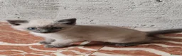 Siamese gatti in vendita: Micetto siamese - Annuncio 3