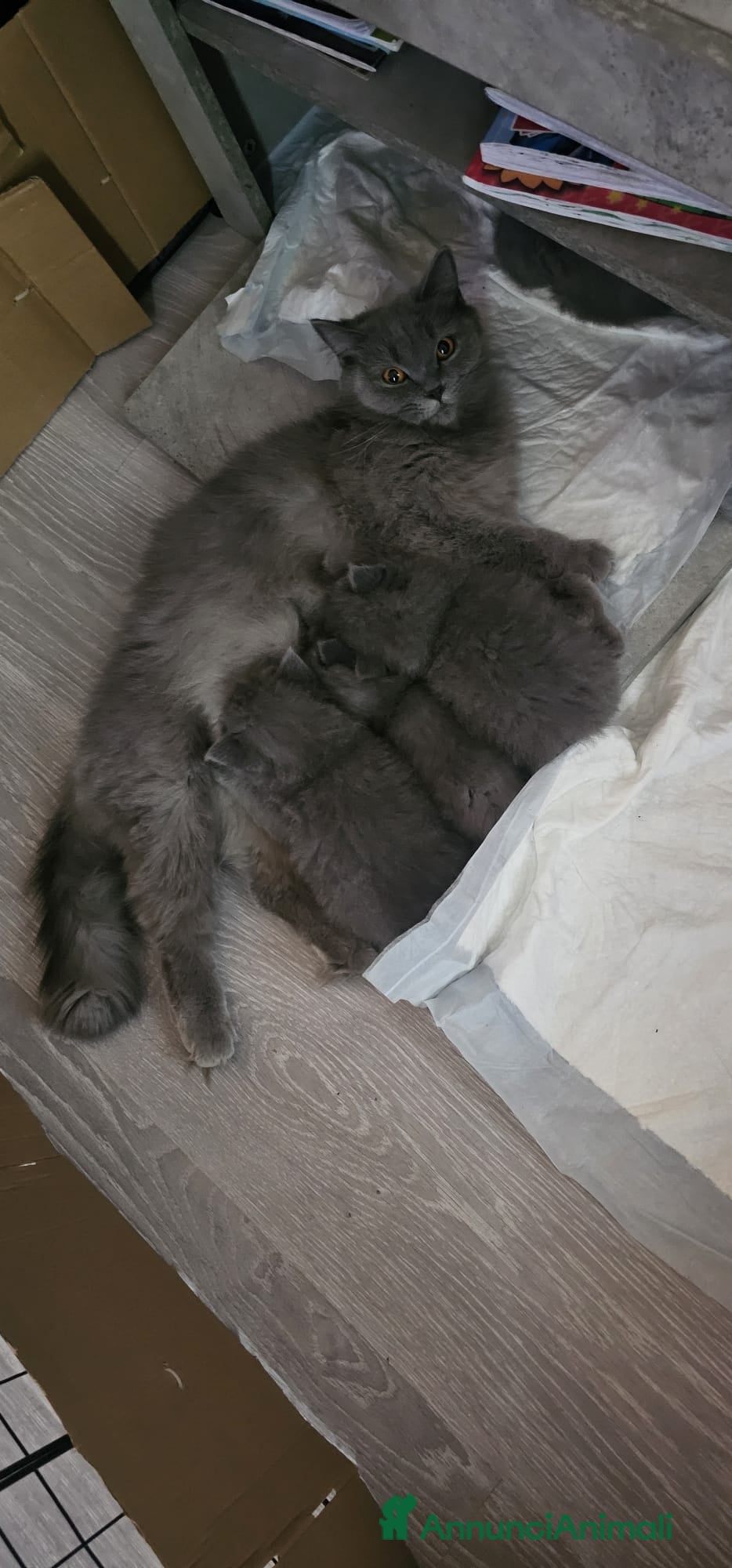 British gatti Gattino maschio british  - Annuncio 6