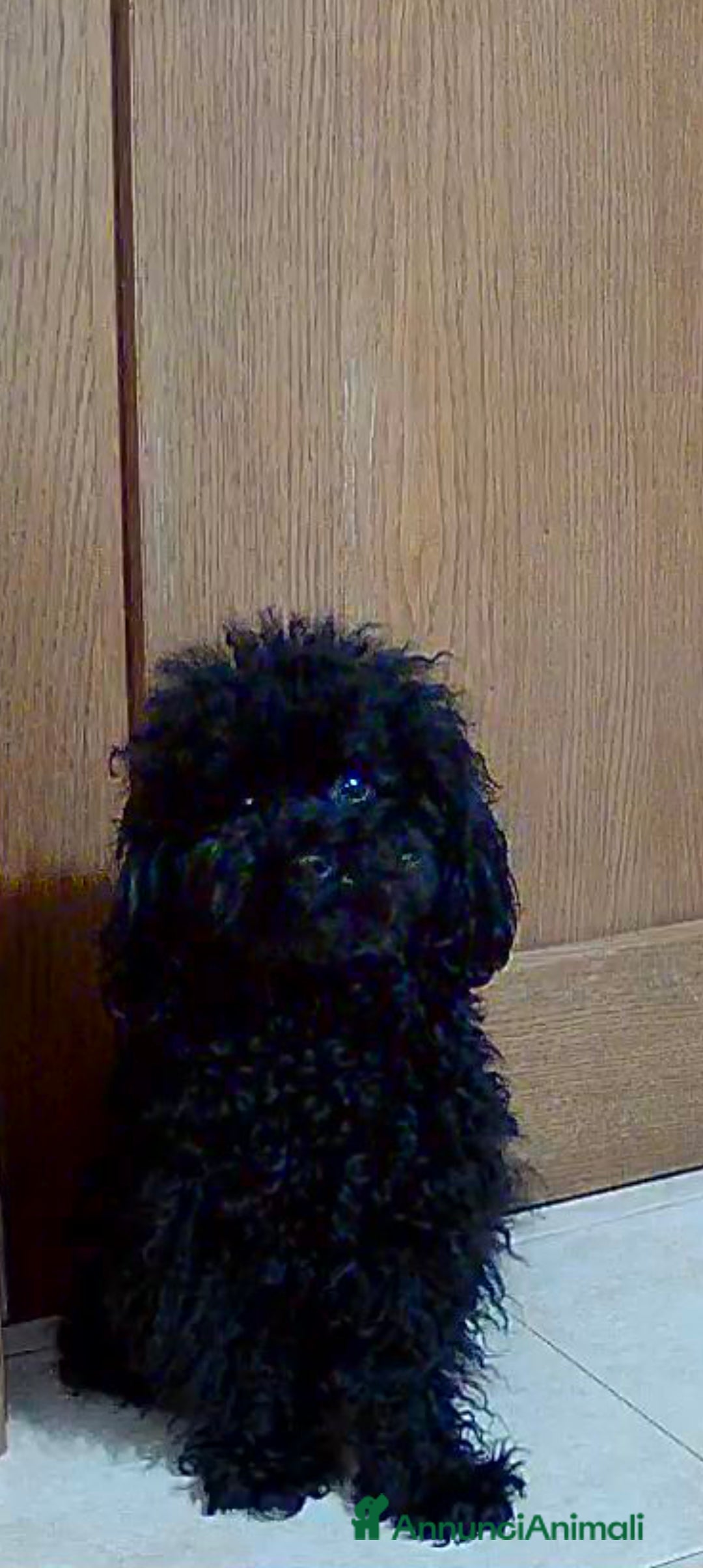 Barboncino Toy cani BARBONCINO TOY disponibile per accoppiamento  a Città Metropolitana di Firenze - Annuncio 1