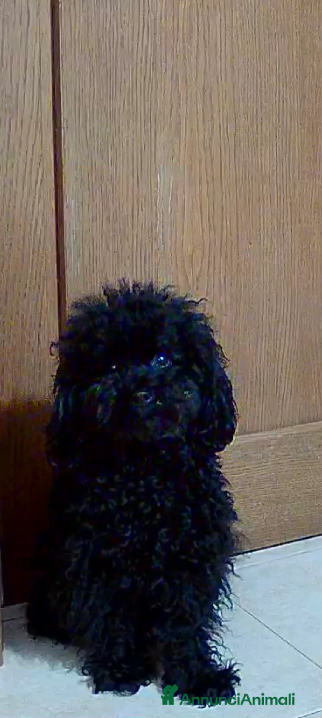 Barboncino Toy cani per accoppiamento: BARBONCINO TOY disponibile per accoppiamento  a Città Metropolitana di Firenze - Annuncio 1